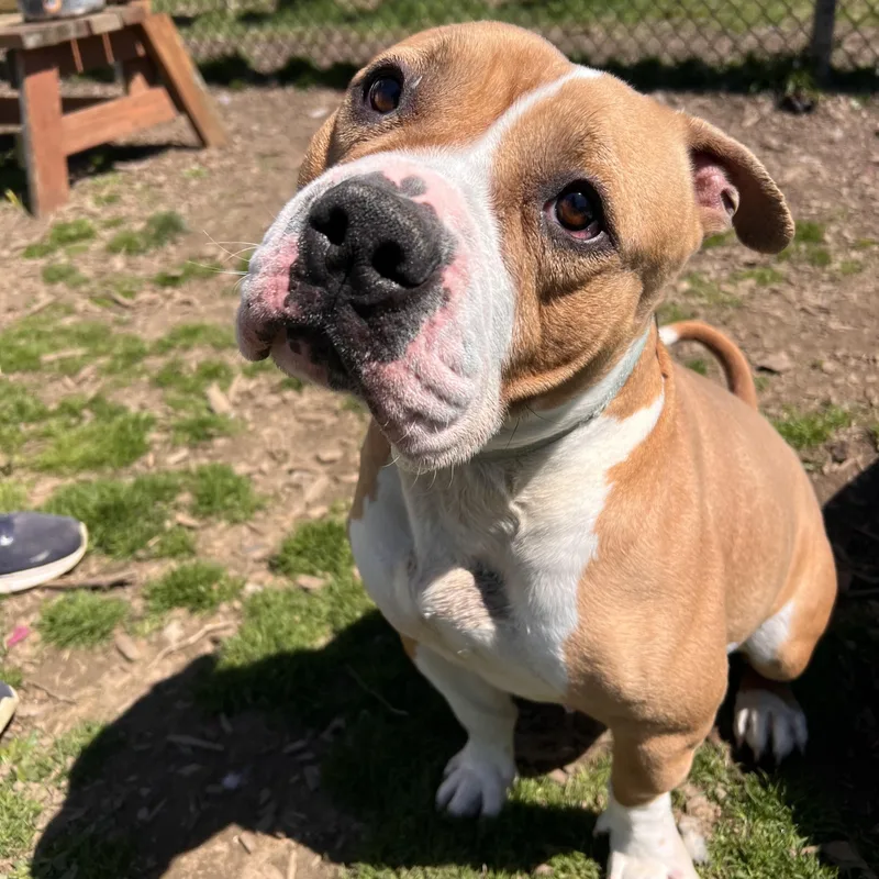 A young medium-sized female White / Cream American Bully dog named Scarlett for adoption in Yonkers, NY