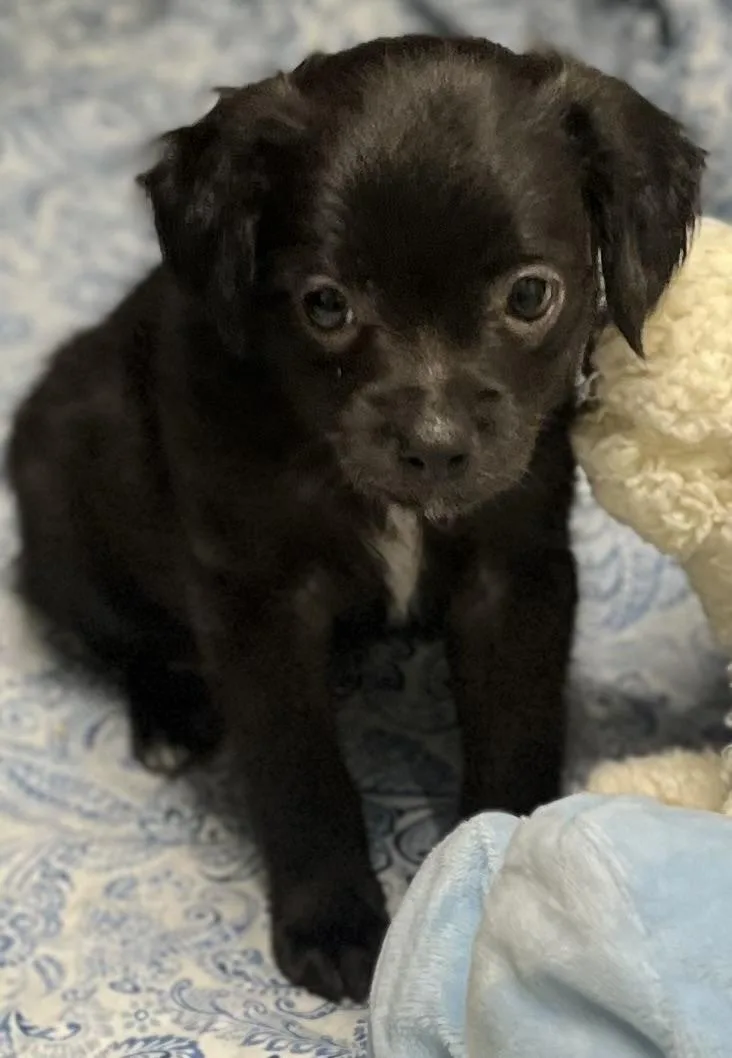 Poppy