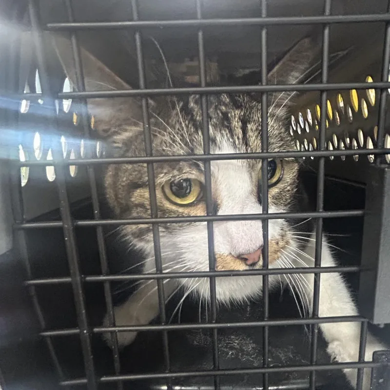 An adult medium-sized male Brown / Chocolate Domestic Short Hair cat named Mellow for adoption in Newark, NJ