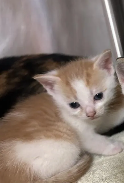 A baby small-sized female Domestic Short Hair cat named Sherbet for adoption in Statesville, NC