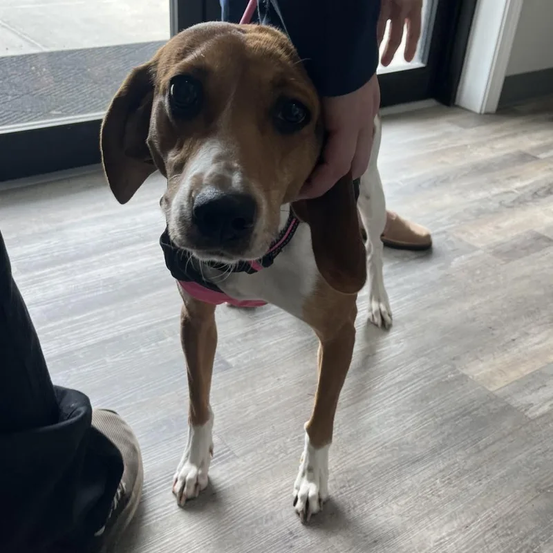 An adult medium-sized female White / Cream Hound dog named Elly Mae for adoption in Richmond Hill, GA