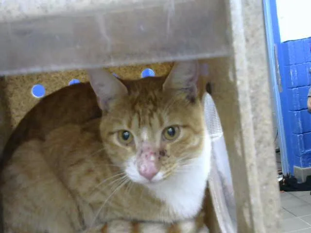 An adult medium-sized male Domestic Short Hair cat named Silas for adoption in Albuquerque, NM