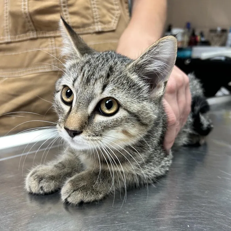 A baby small-sized male Brown / Chocolate Domestic Short Hair cat named Ash for adoption in Newport, NC