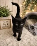 Coal