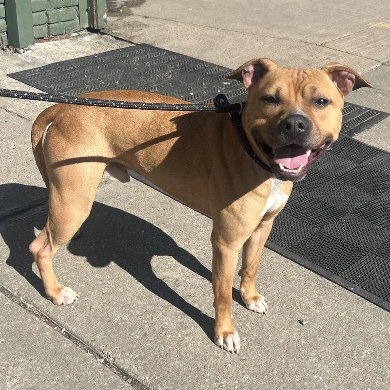 An adult medium-sized male Brown / Chocolate Pit Bull Terrier dog named Weevil for adoption in Weimar, CA