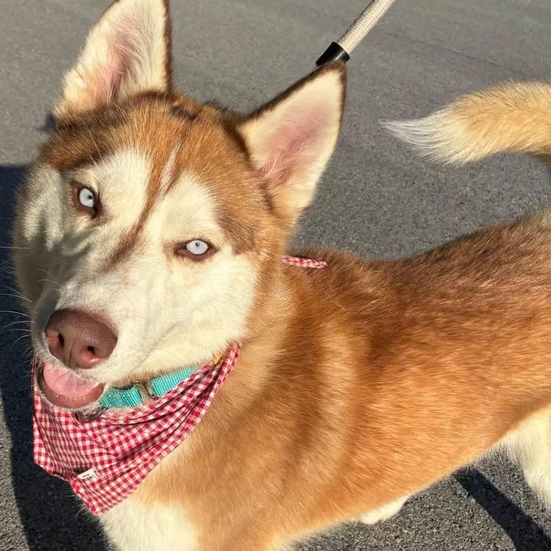 An adult medium-sized male Red / Chestnut / Orange Husky dog named Harold for adoption in Avon, OH