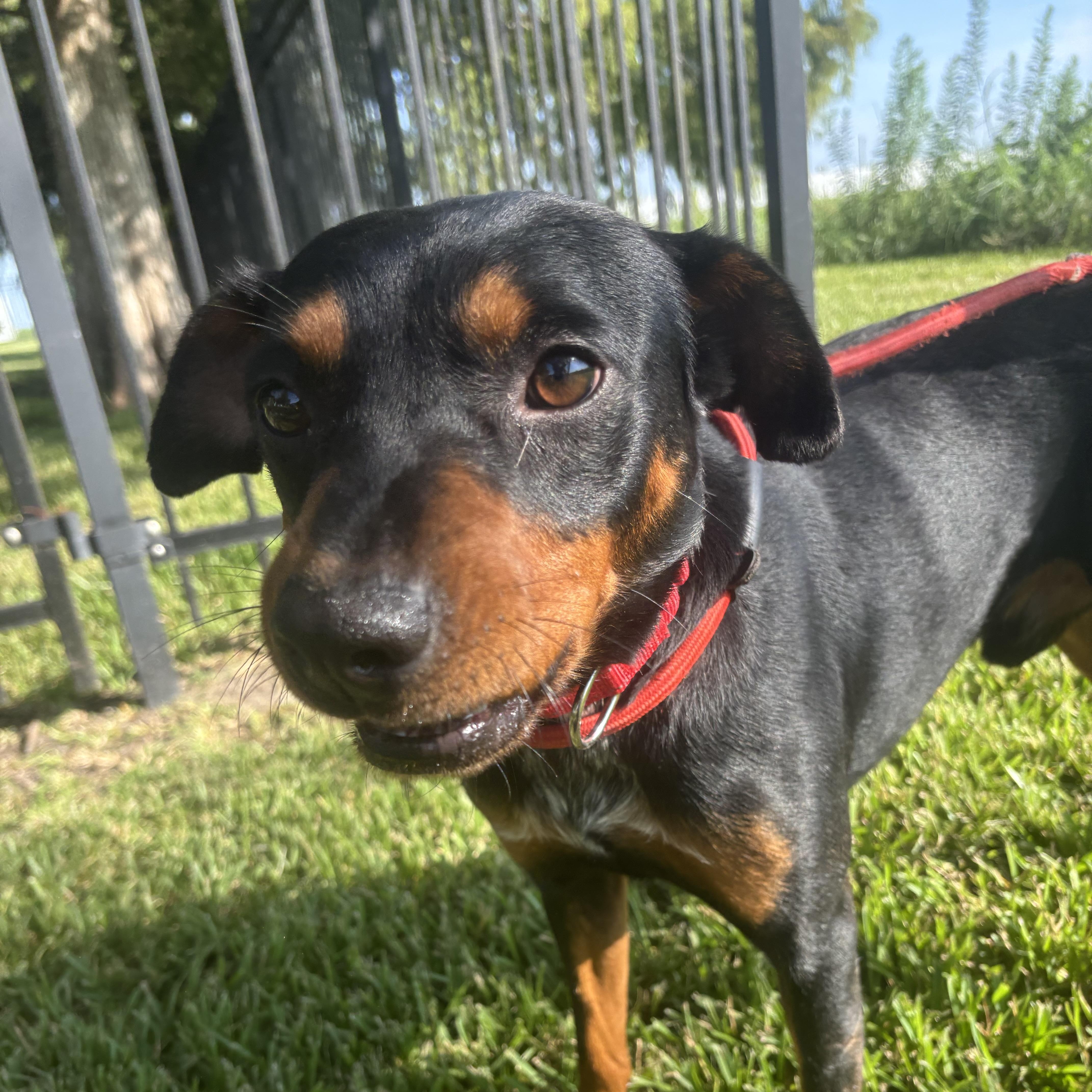A young small-sized male Miniature Pinscher dog named Buzz B for adoption in Pearland, TX