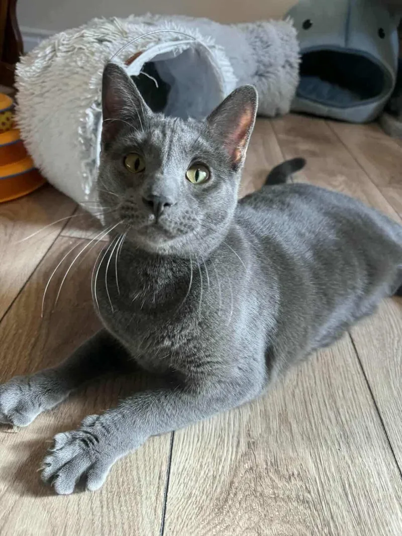 A young medium-sized male Gray / Blue / Silver Domestic Short Hair cat named Meatball Sub for adoption in Red Hook, NY