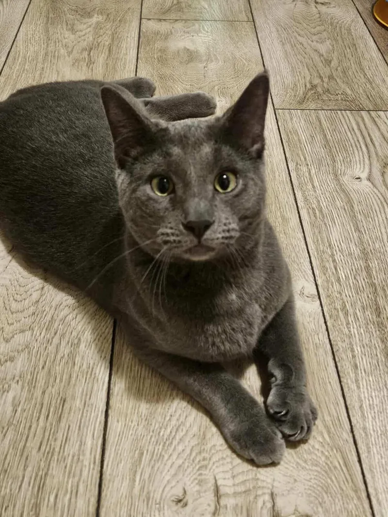 Meatball Sub thumbnail 2