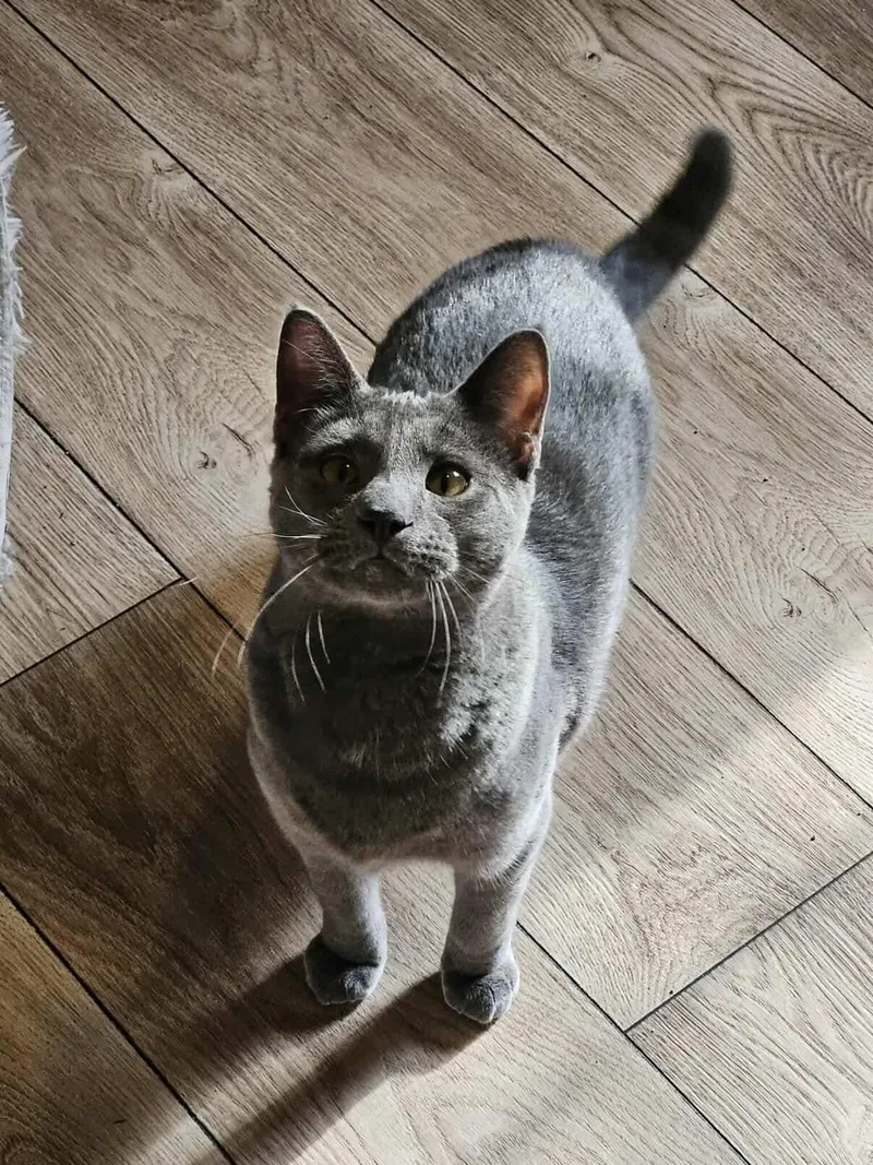 Meatball Sub thumbnail 3