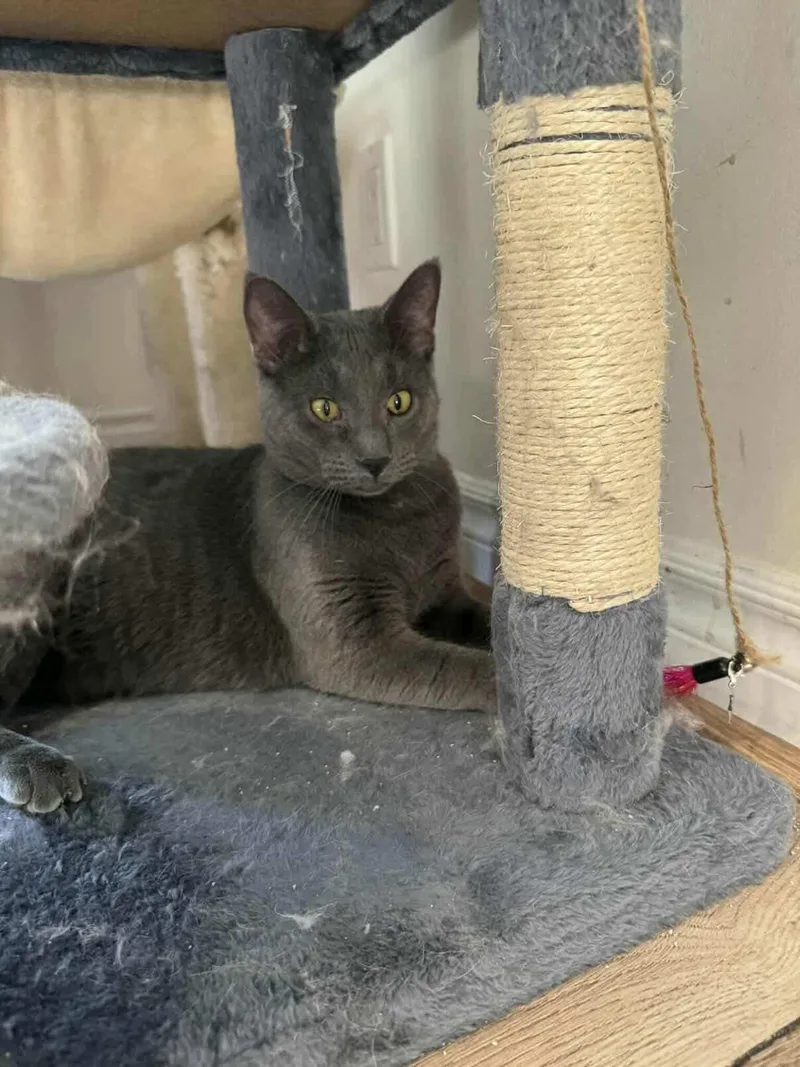 Meatball Sub thumbnail 4