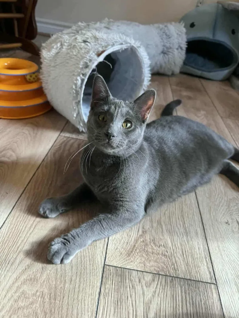 Meatball Sub thumbnail 5