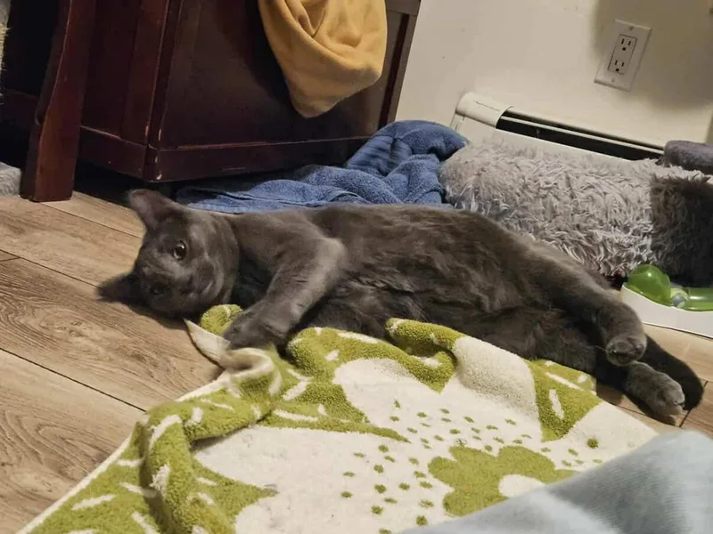 Meatball Sub thumbnail 6