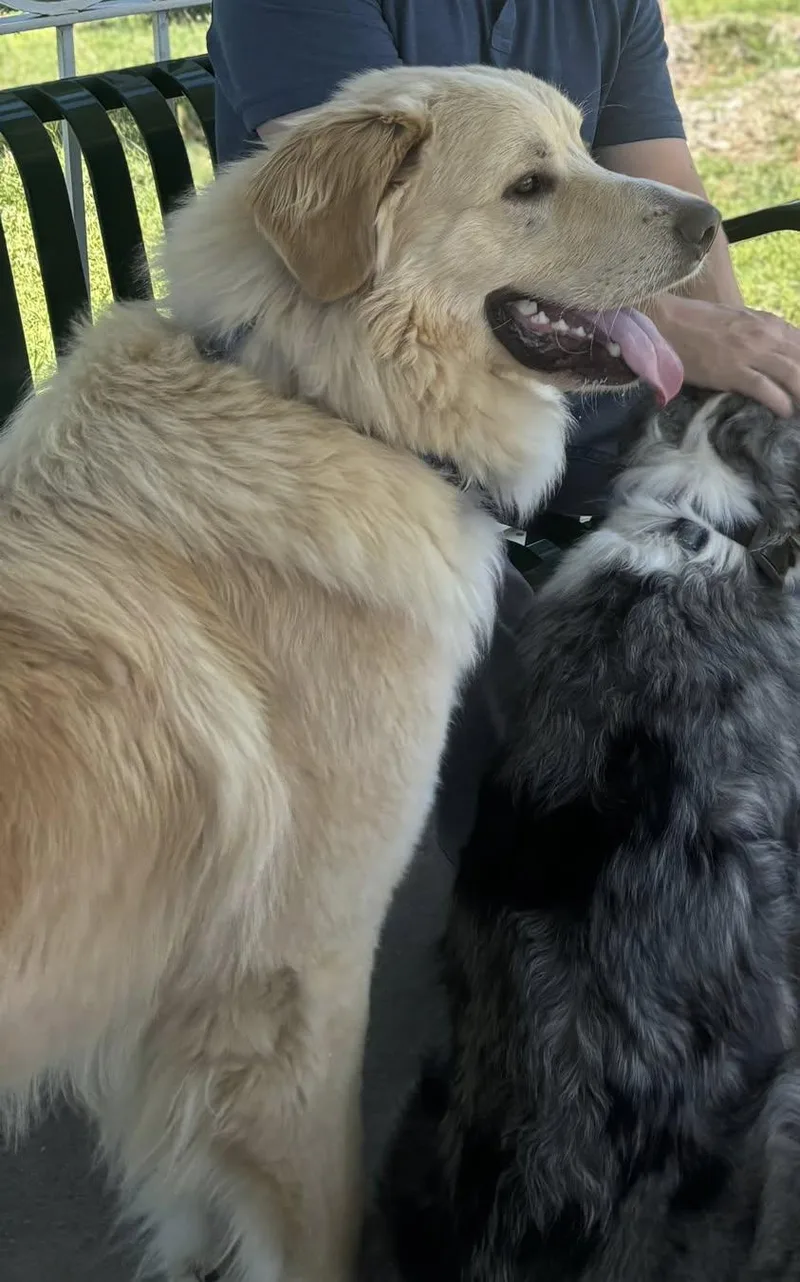 An adult large-sized male Great Pyrenees dog named Thor for adoption in Garland, TX