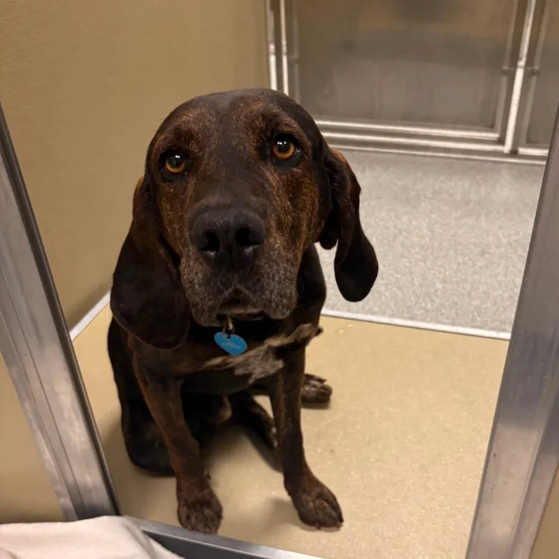 An adult medium-sized male Black Hound dog named Troy for adoption in Durango, CO