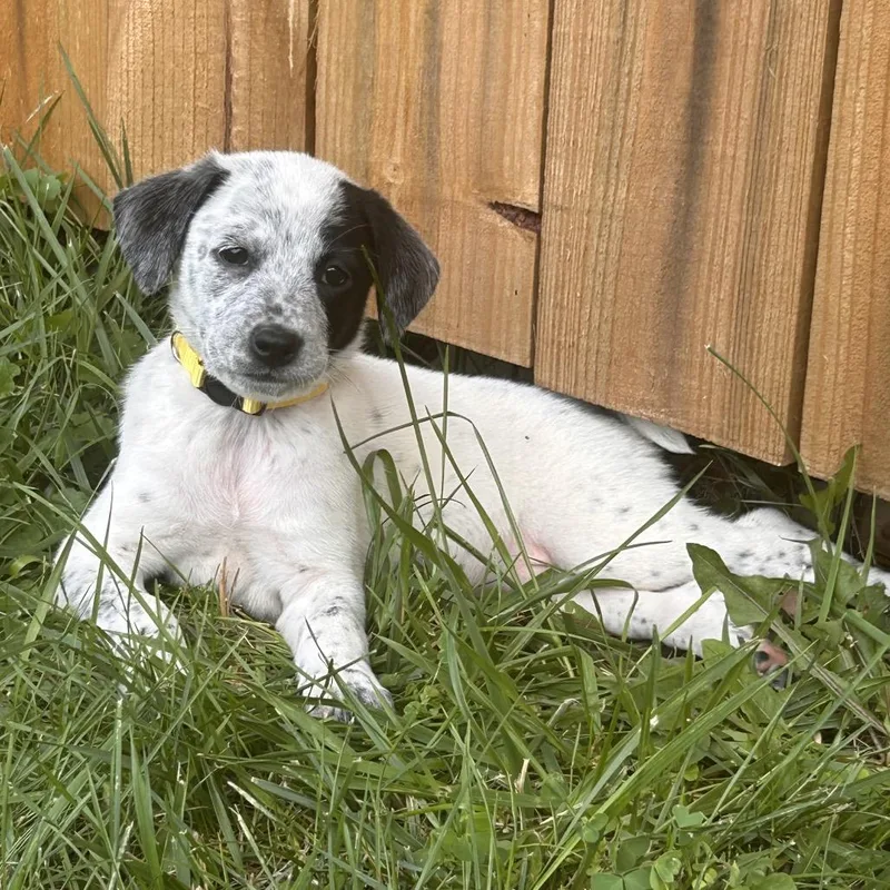 A baby small-sized female White / Cream Australian Cattle Dog / Blue Heeler dog named Northern Attitude for adoption in Cincinnati, OH