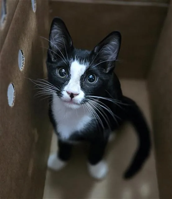 A baby medium-sized male Domestic Short Hair cat named Ochoa for adoption in Dallas, TX