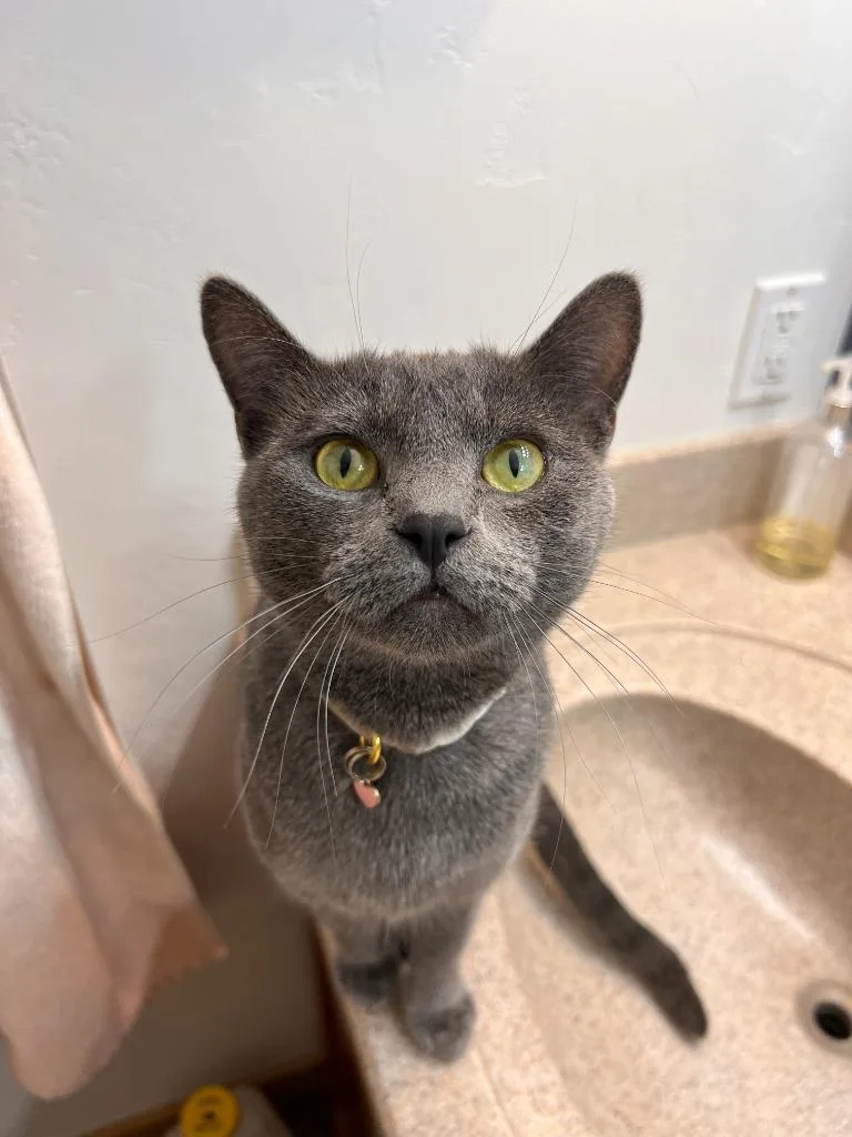 A young medium-sized female Domestic Short Hair cat named Freya for adoption in Salt Lake City, UT