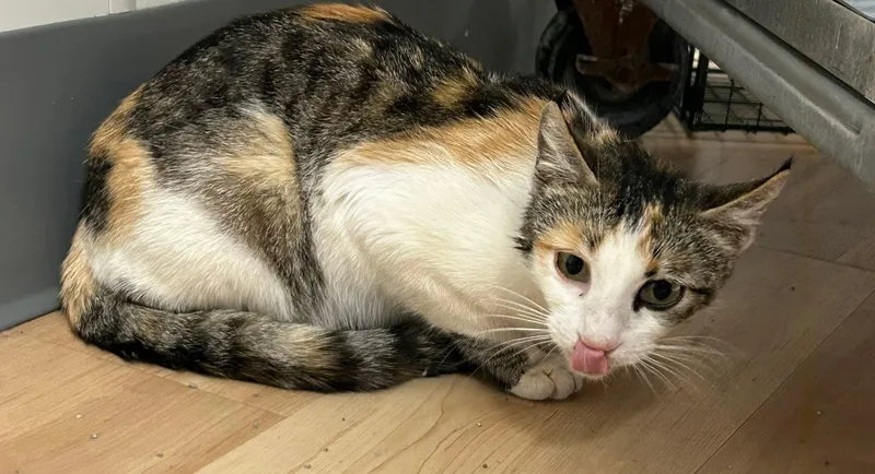 An adult medium-sized female Calico Domestic Short Hair cat named Mama Sweet Potato Pie for adoption in Santa Clara, CA