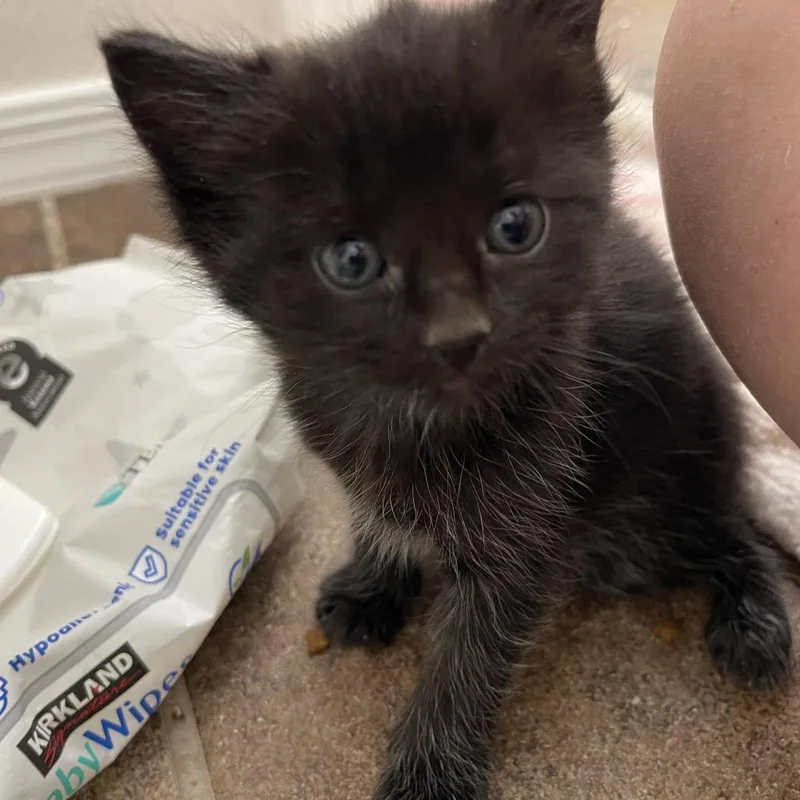 A baby small-sized male Black Domestic Short Hair cat named Gleason for adoption in Las Vegas, NV