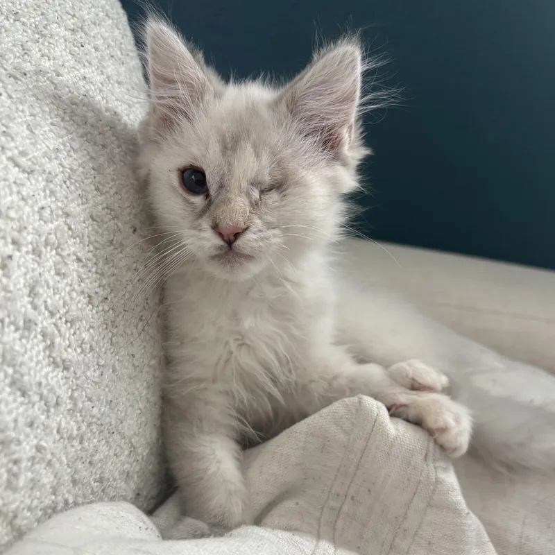 A baby small-sized female Lilac Point Domestic Medium Hair cat named Shera Wilson for adoption in Morrison, CO