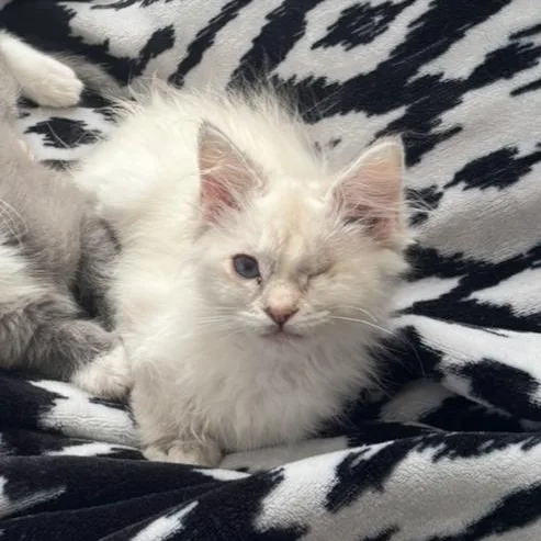 Shera Wilson thumbnail 2