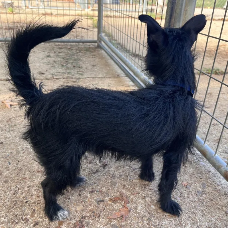 A baby small-sized male Black Yorkshire Terrier dog named Gumdrop for adoption in Clarksville, AR
