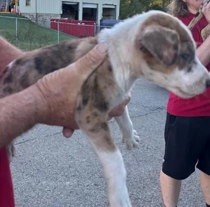 A baby small-sized female Catahoula Leopard Dog dog named Delta for adoption in Clinton, MO