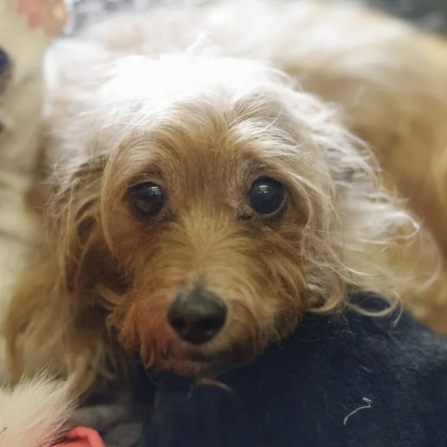 An adult small-sized female Norfolk Terrier dog named Brownie for adoption in San Antonio, TX