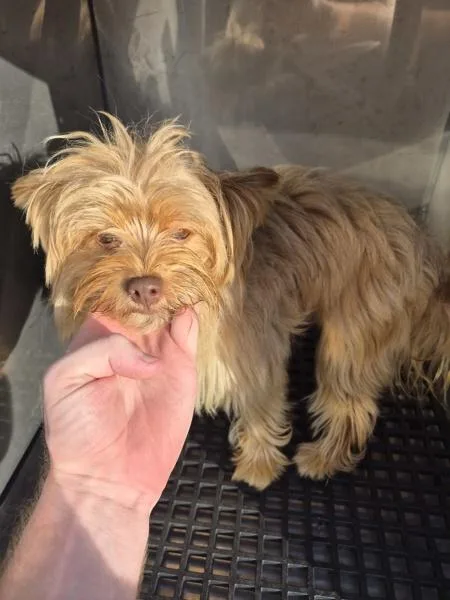 A young small-sized male Yorkshire Terrier dog named Pen for adoption in Lawrenceville, GA