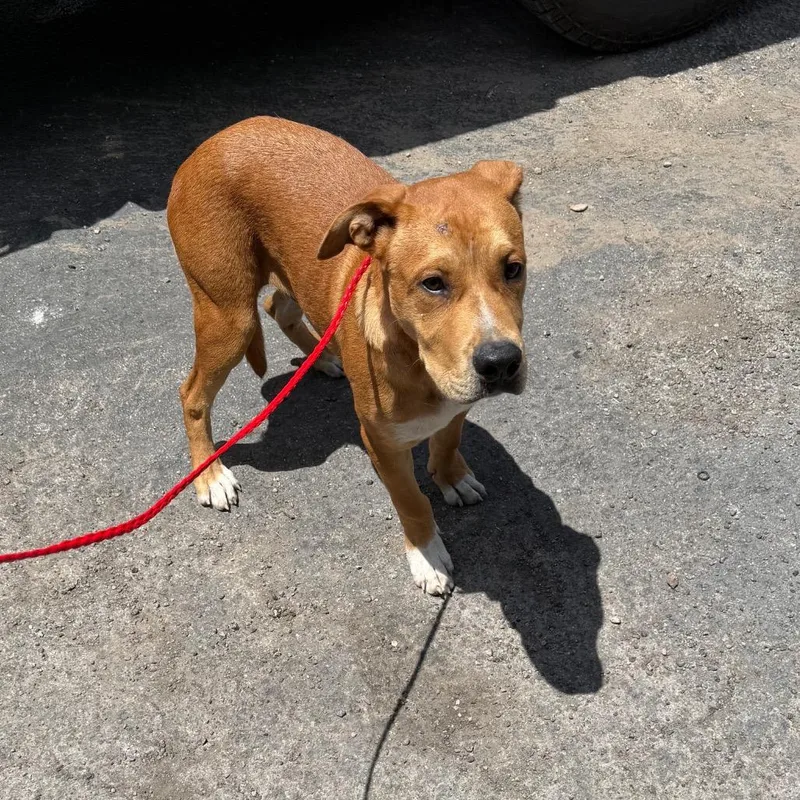 A young medium-sized male Red / Chestnut / Orange Rhodesian Ridgeback dog named Scout for adoption in Bastrop, TX