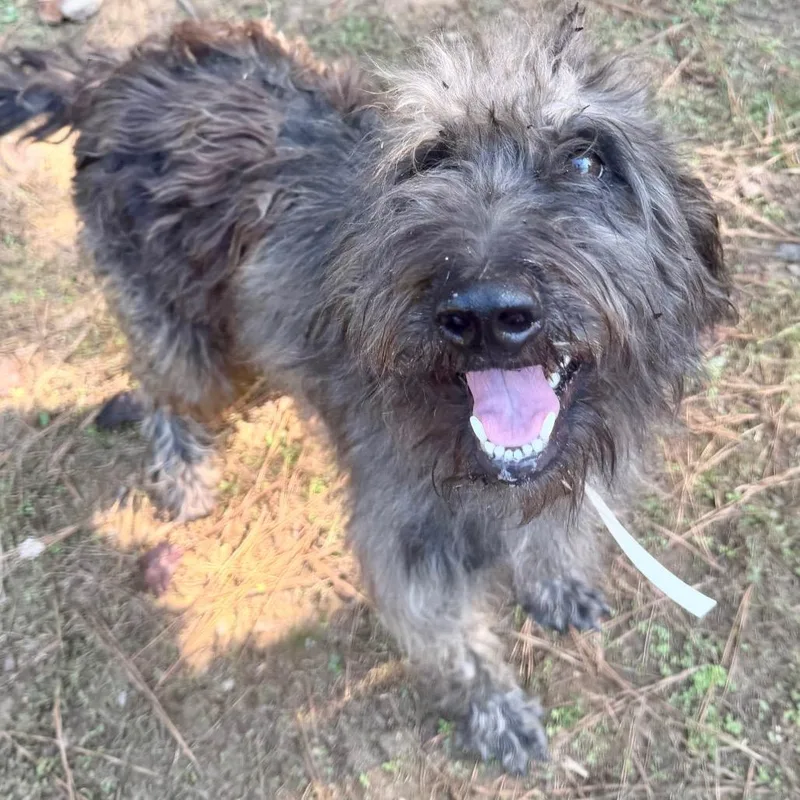 An adult medium-sized female Poodle dog named Gertrude for adoption in Parrish, AL