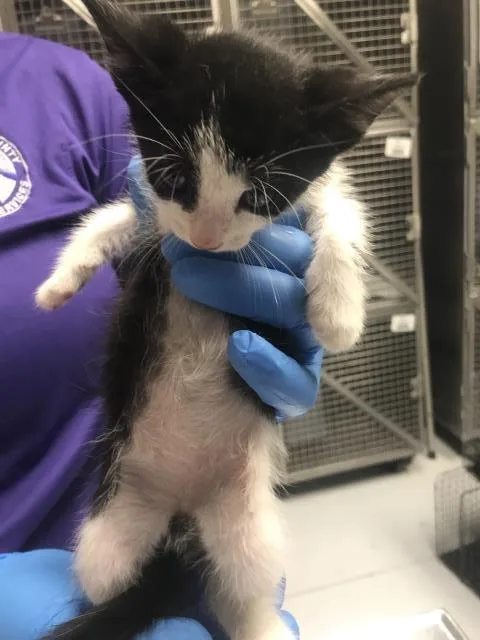 A baby small-sized male Domestic Short Hair cat named A for adoption in Conroe, TX