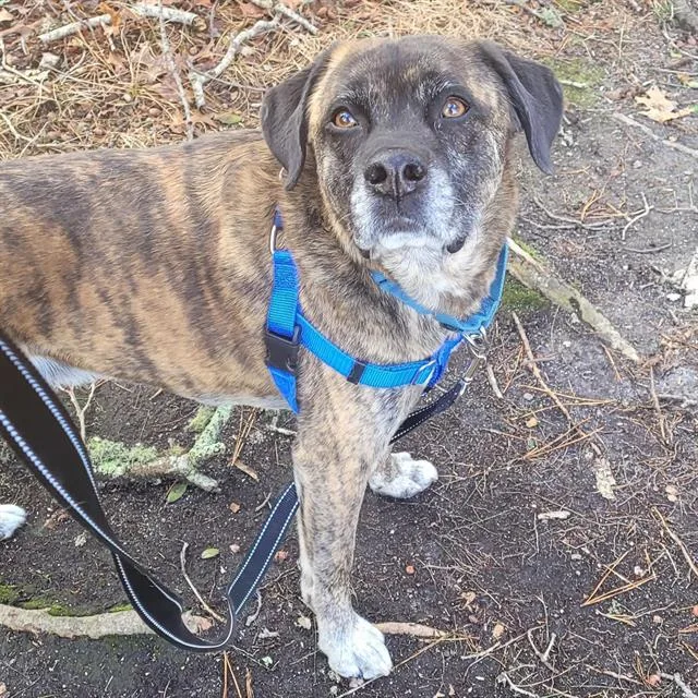 An adult medium-sized male Pit Bull Terrier dog named Moose for adoption in Centerville, MA