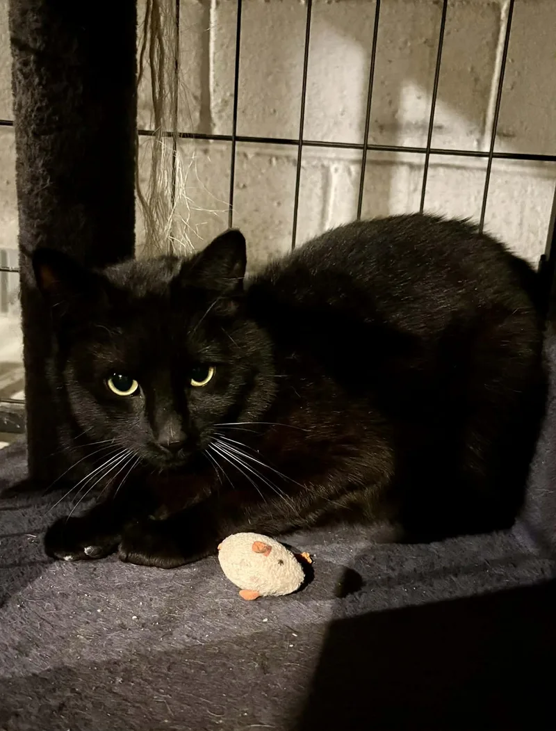 Vincenzo thumbnail 2