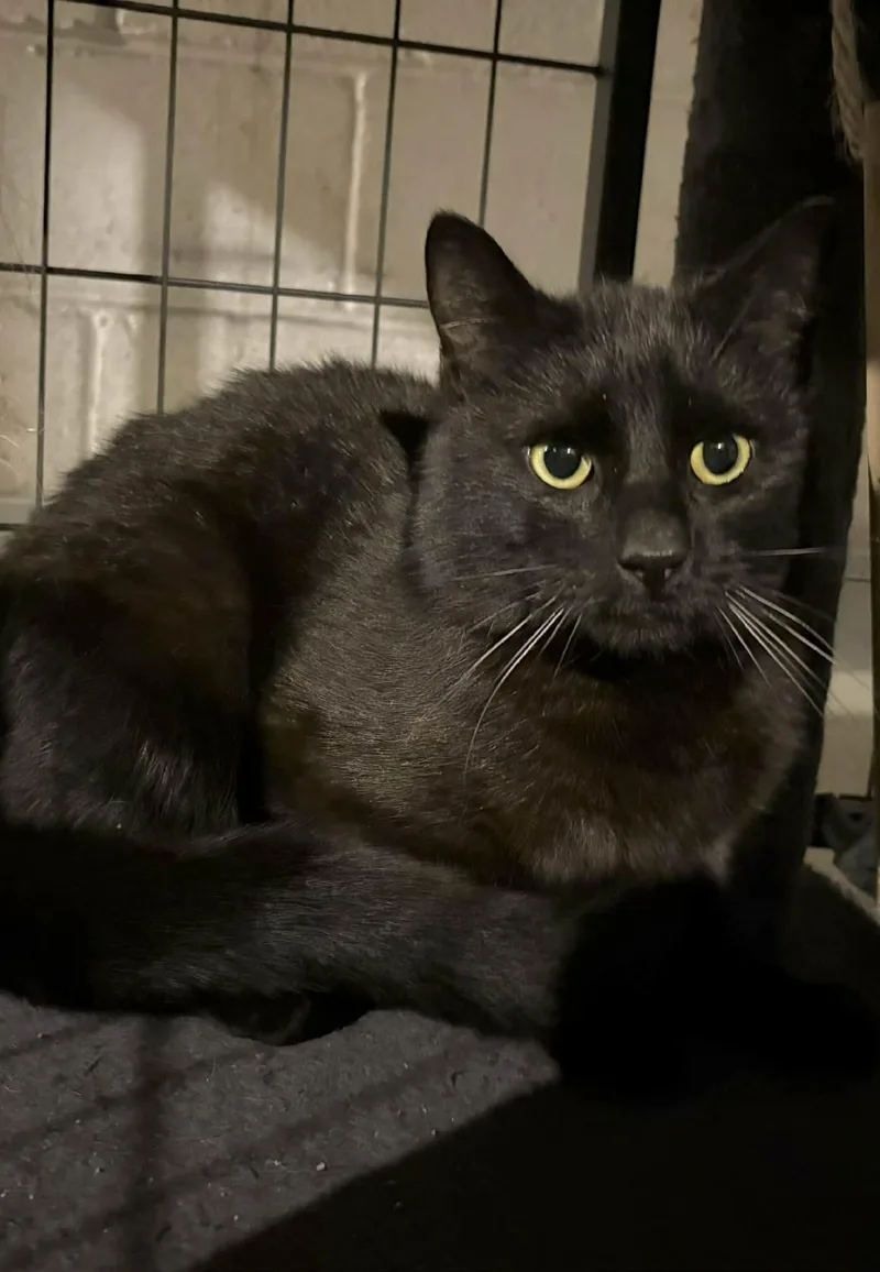 A young medium-sized male Black American Shorthair cat named Vincenzo for adoption in Bellmawr, NJ