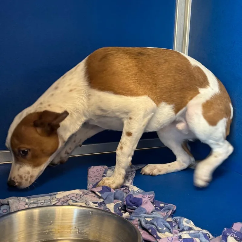 A young medium-sized male White / Cream Mixed Breed dog named 106821 for adoption in Las Cruces, NM