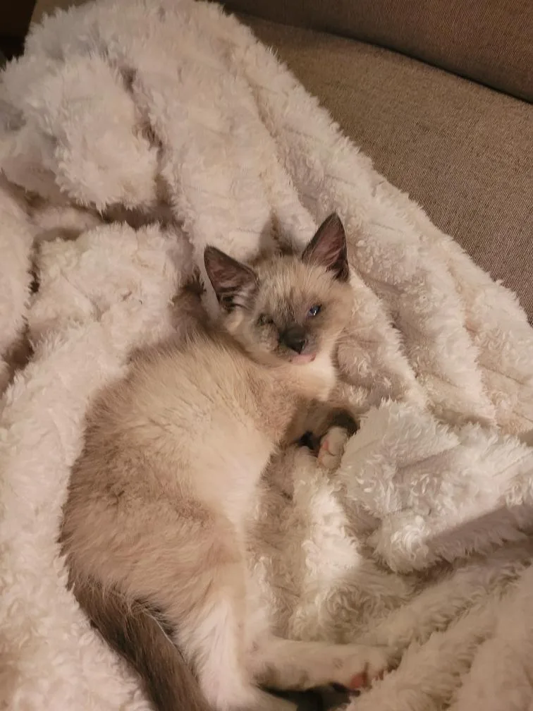 Marshmallow