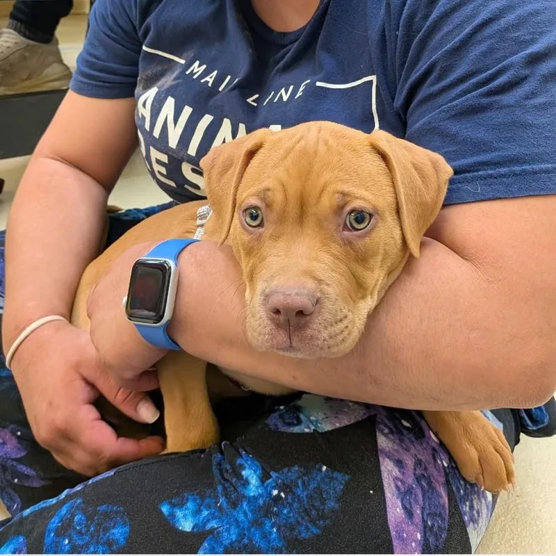 A baby medium-sized female Yellow / Tan / Blond / Fawn Pit Bull Terrier dog named Pandolce for adoption in Phoenixville, PA