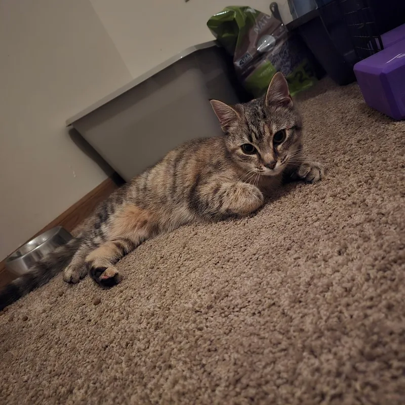 A young medium-sized female Calico Domestic Short Hair cat named Cocoa for adoption in Pittsburgh, PA