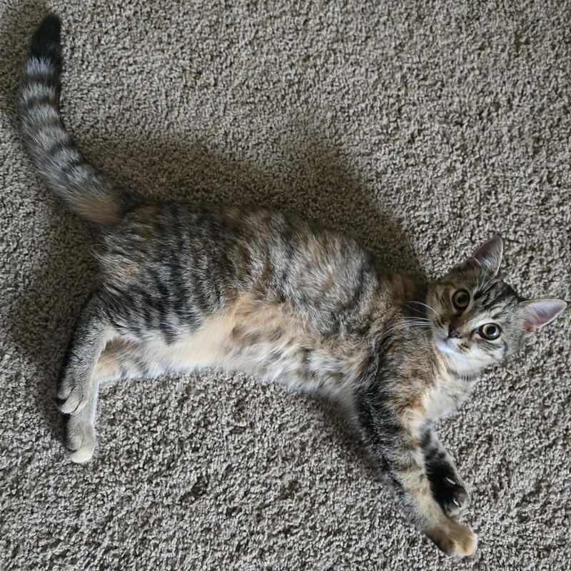 Cocoa thumbnail 2