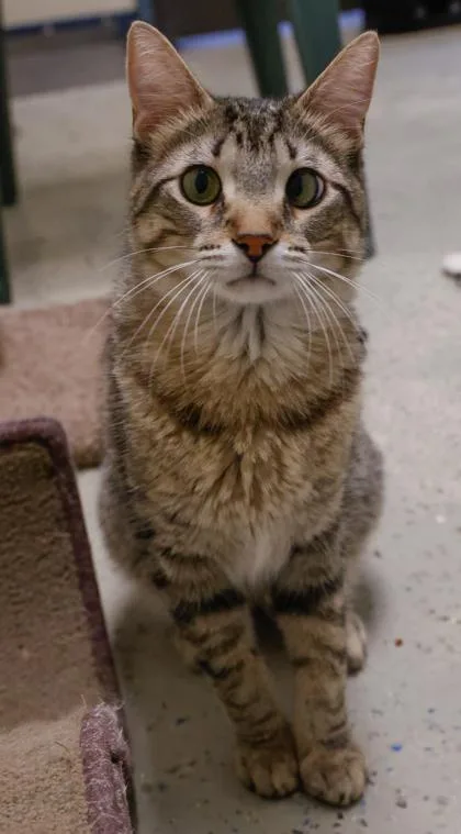 A young small-sized male Domestic Short Hair cat named Maui for adoption in Verona, WI