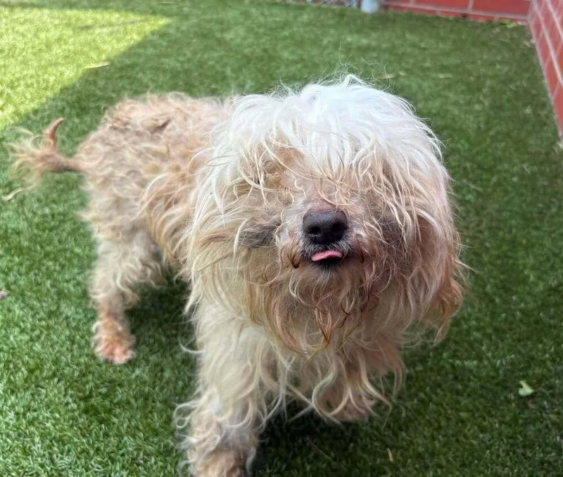 An adult small-sized male White / Cream Poodle dog named Skippy for adoption in Oakland, MI
