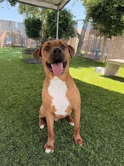 A young large-sized male Labrador Retriever dog named Chili for adoption in Chula Vista, CA