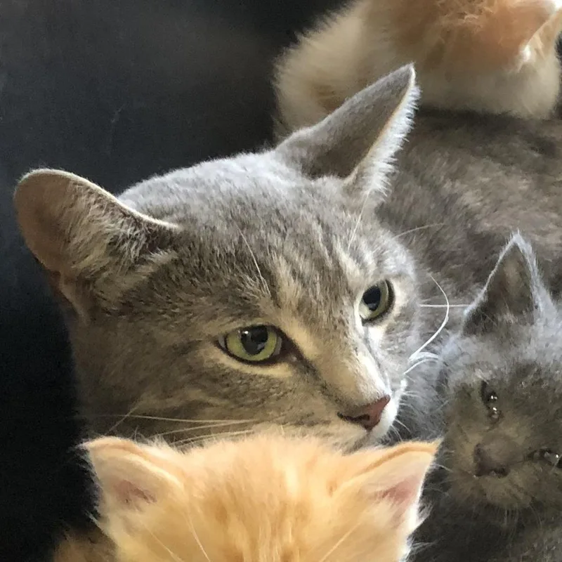 An adult medium-sized female Gray / Blue / Silver Domestic Short Hair cat named Cinder for adoption in Oak Park, IL