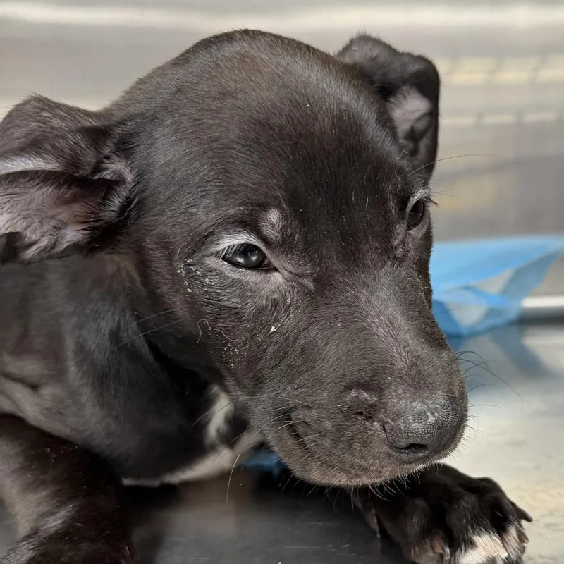 A baby medium-sized male Pit Bull Terrier dog named Simba for adoption in Midland, TX