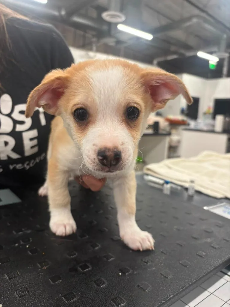 A baby small-sized male Chihuahua dog named Hammock for adoption in Phoenix, AZ