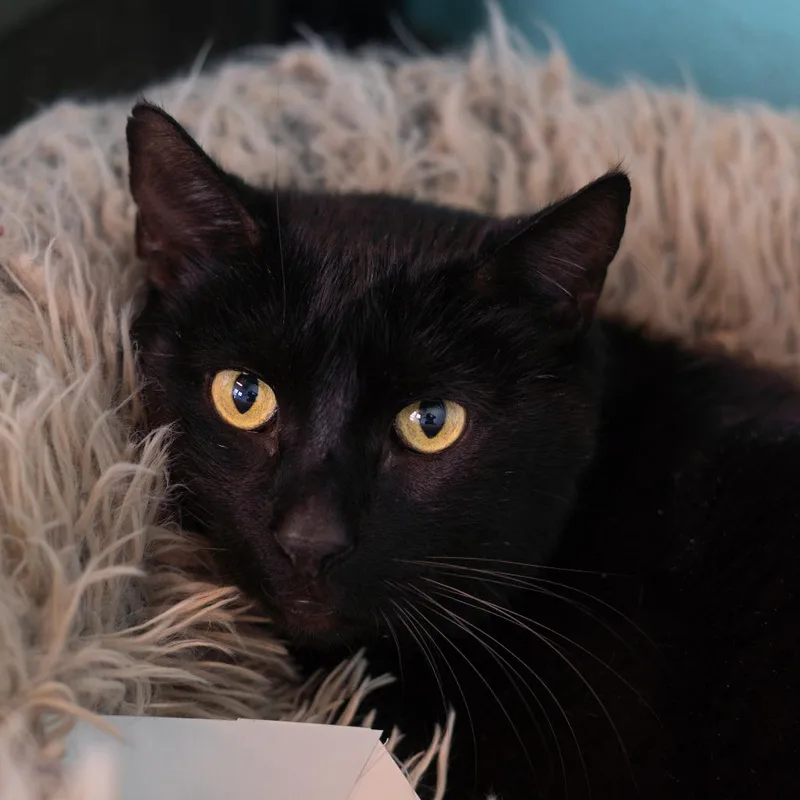 An adult large-sized male Black Domestic Short Hair cat named Shadow for adoption in Lakewood, CO