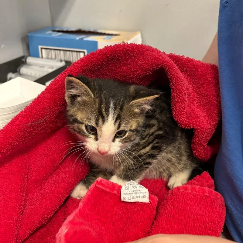 A baby small-sized male Brown / Chocolate Domestic Short Hair cat named Linguine for adoption in Spokane, WA