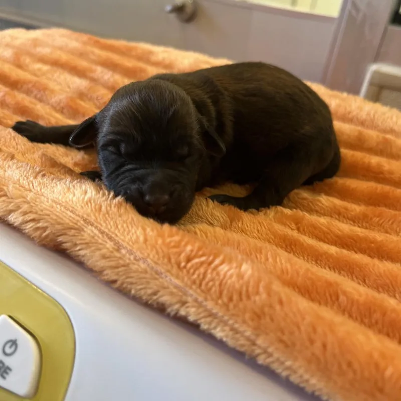 A baby medium-sized female Brindle Shepherd dog named Constellation for adoption in Kanab, UT